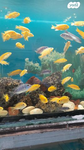 תמונת מודעה - חיות מחמד