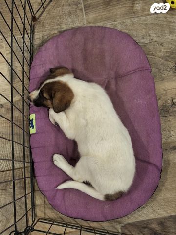 תמונת מודעה - חיות מחמד