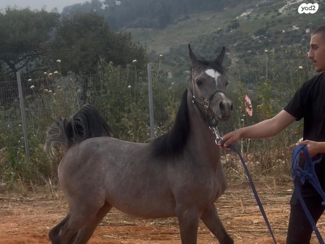 תמונת מודעה - חיות מחמד