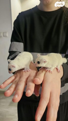 תמונת מודעה - חיות מחמד