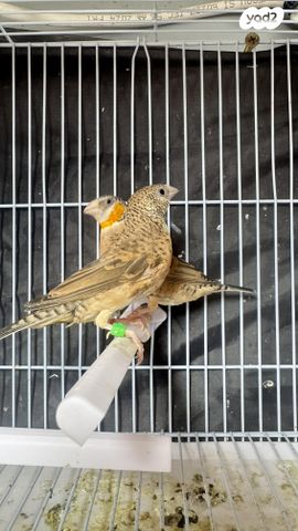 תמונת מודעה - חיות מחמד