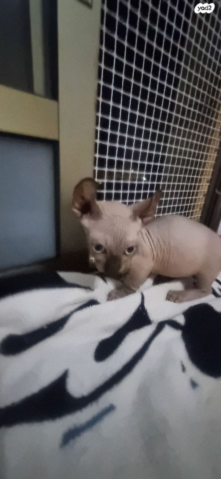 תמונת מודעה - חיות מחמד