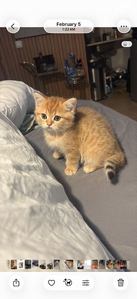 תמונת מודעה - חיות מחמד