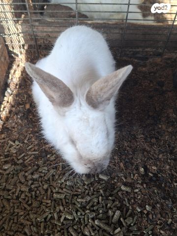 תמונת מודעה - חיות מחמד