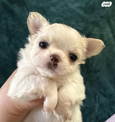 תמונת מודעה - חיות מחמד