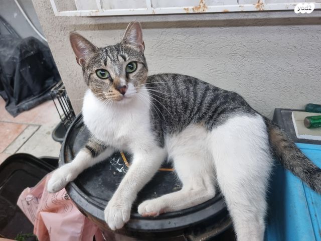 תמונת מודעה - חיות מחמד