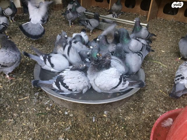 תמונת מודעה - חיות מחמד