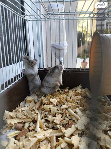 תמונת מודעה - חיות מחמד