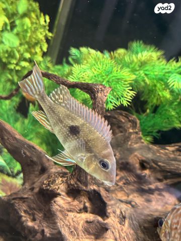 תמונת מודעה - חיות מחמד