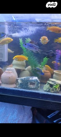 תמונת מודעה - חיות מחמד