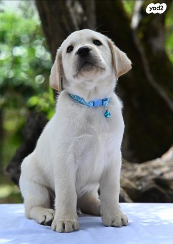 תמונת מודעה - חיות מחמד