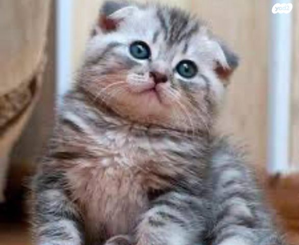 תמונת מודעה - חיות מחמד