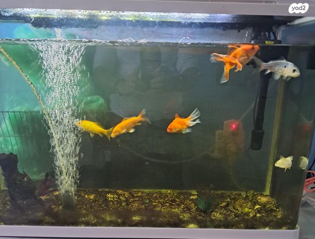 תמונת מודעה - חיות מחמד