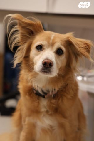 תמונת מודעה - חיות מחמד