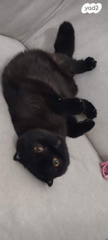 תמונת מודעה - חיות מחמד