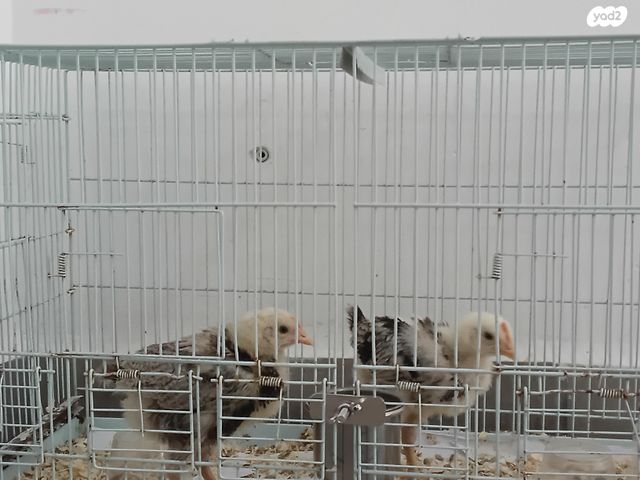 תמונת מודעה - חיות מחמד