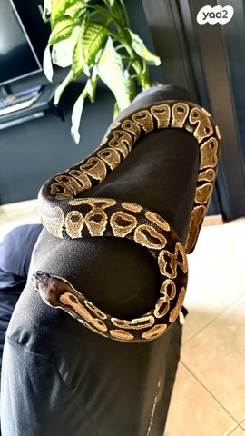 תמונת מודעה - חיות מחמד