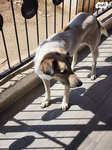 תמונת מודעה - חיות מחמד