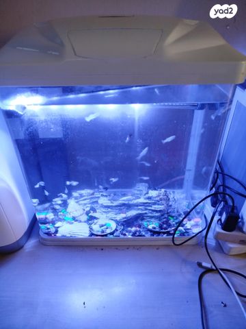 תמונת מודעה - חיות מחמד