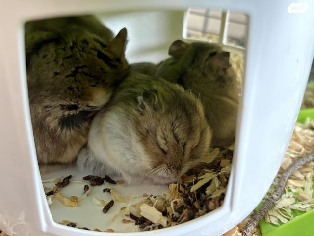 תמונת מודעה - חיות מחמד