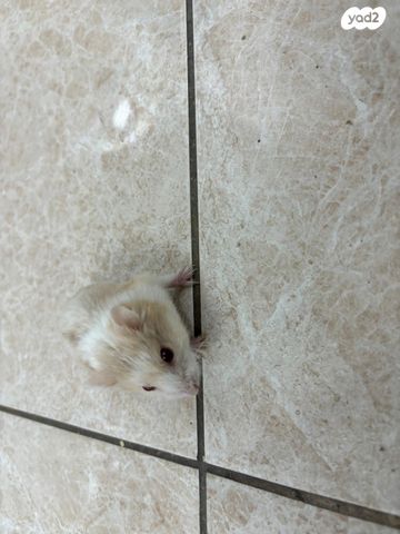 תמונת מודעה - חיות מחמד