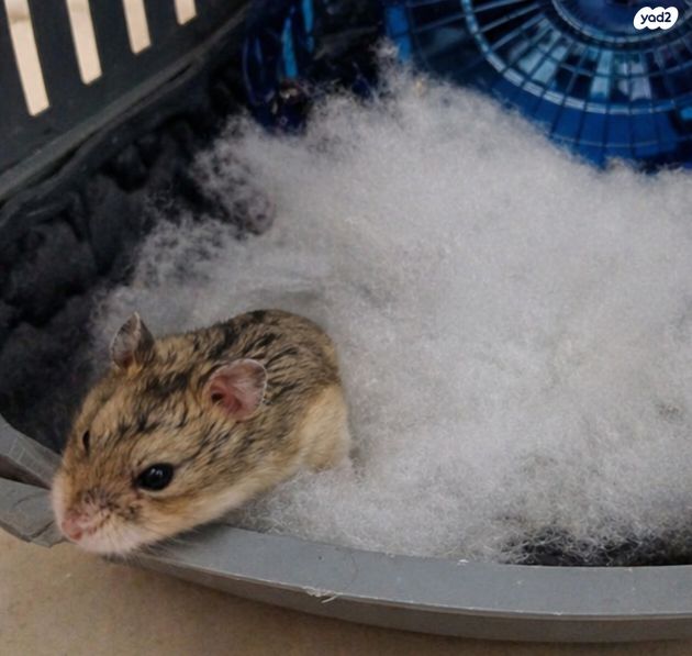 תמונת מודעה - חיות מחמד