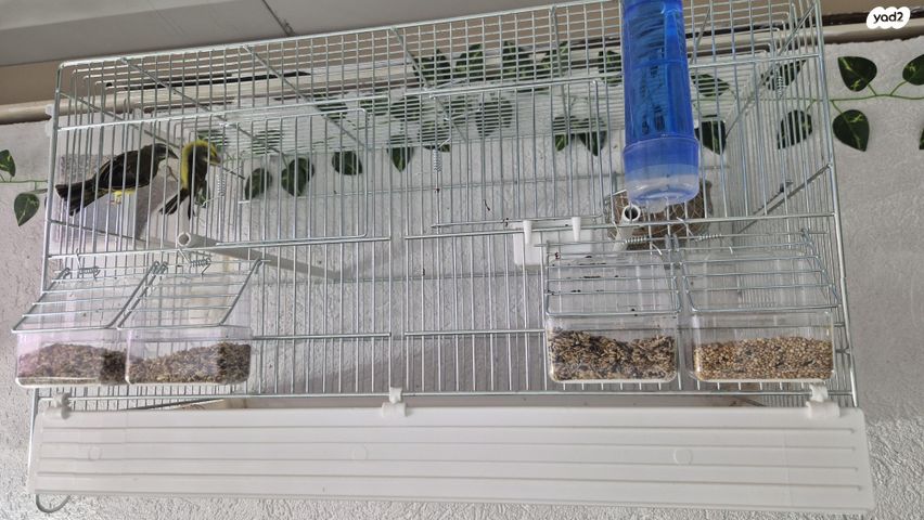 תמונת מודעה - חיות מחמד