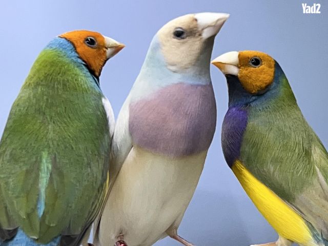 תמונת מודעה - חיות מחמד
