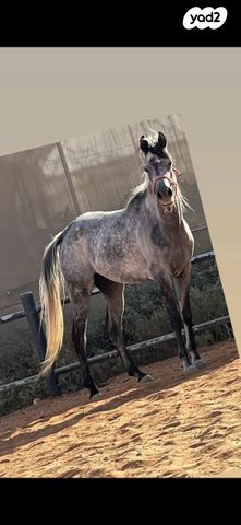 תמונת מודעה - חיות מחמד