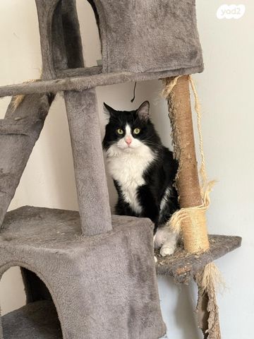 תמונת מודעה - חיות מחמד