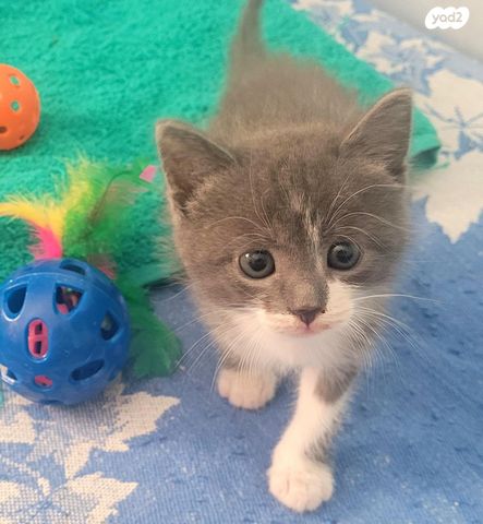 תמונת מודעה - חיות מחמד