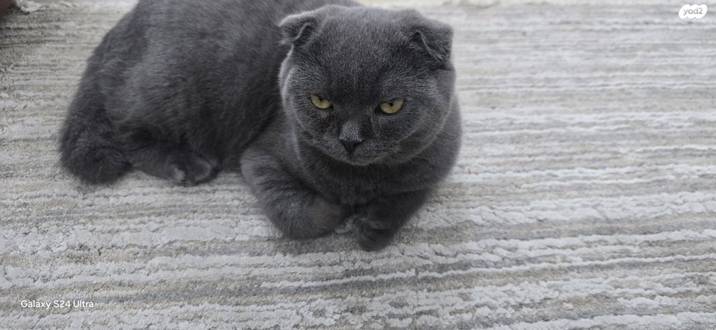 תמונת מודעה - חיות מחמד