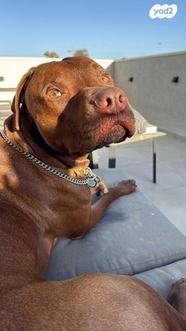 תמונת מודעה - חיות מחמד