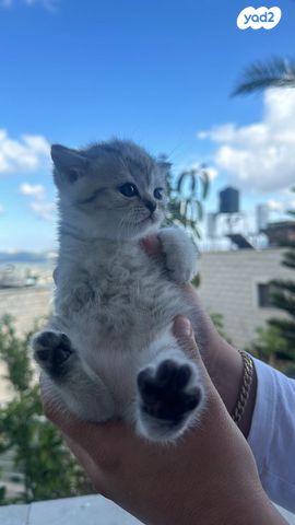 תמונת מודעה - חיות מחמד