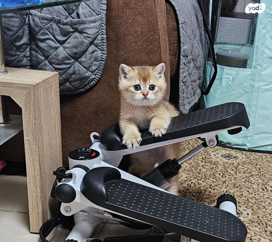 תמונת מודעה - חיות מחמד