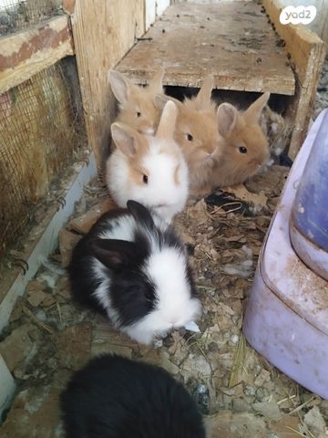 תמונת מודעה - חיות מחמד