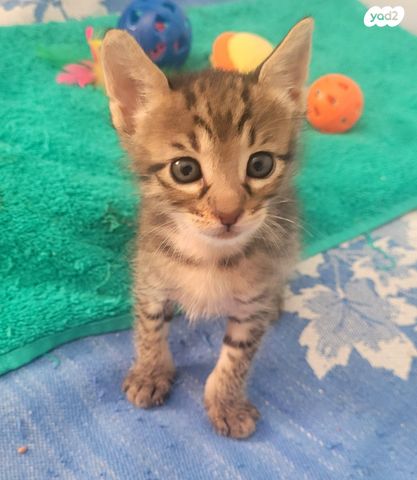 תמונת מודעה - חיות מחמד