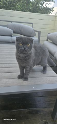 תמונת מודעה - חיות מחמד