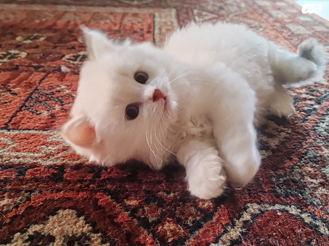 תמונת מודעה - חיות מחמד