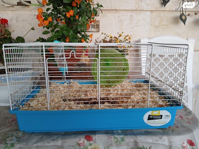 תמונת מודעה - חיות מחמד