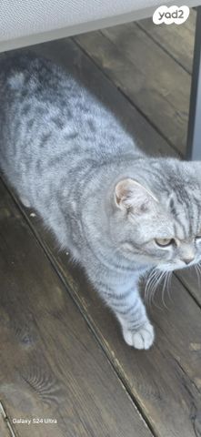 תמונת מודעה - חיות מחמד