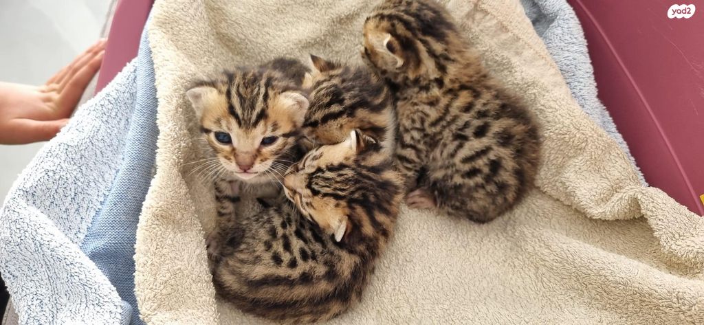 תמונת מודעה - חיות מחמד