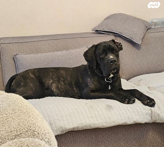 תמונת מודעה - חיות מחמד