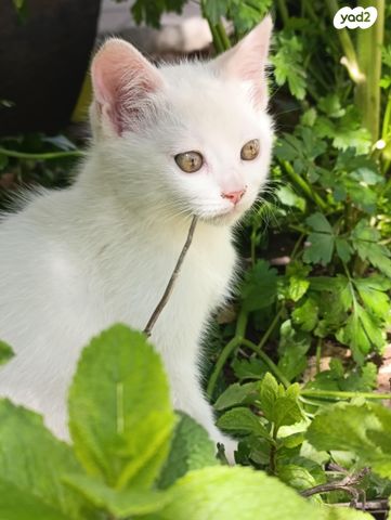 תמונת מודעה - חיות מחמד