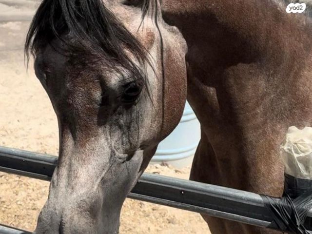 תמונת מודעה - חיות מחמד