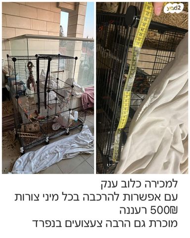 תמונת מודעה - חיות מחמד
