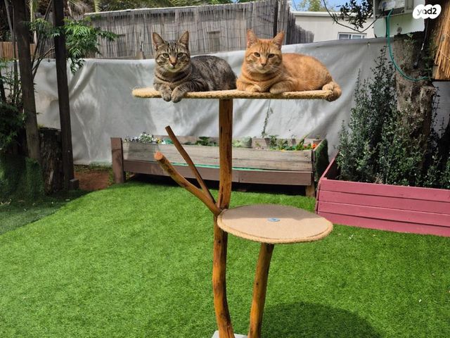 תמונת מודעה - חיות מחמד