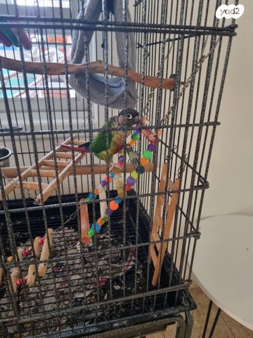 תמונת מודעה - חיות מחמד