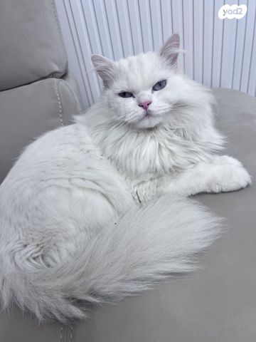 תמונת מודעה - חיות מחמד