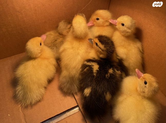 תמונת מודעה - חיות מחמד